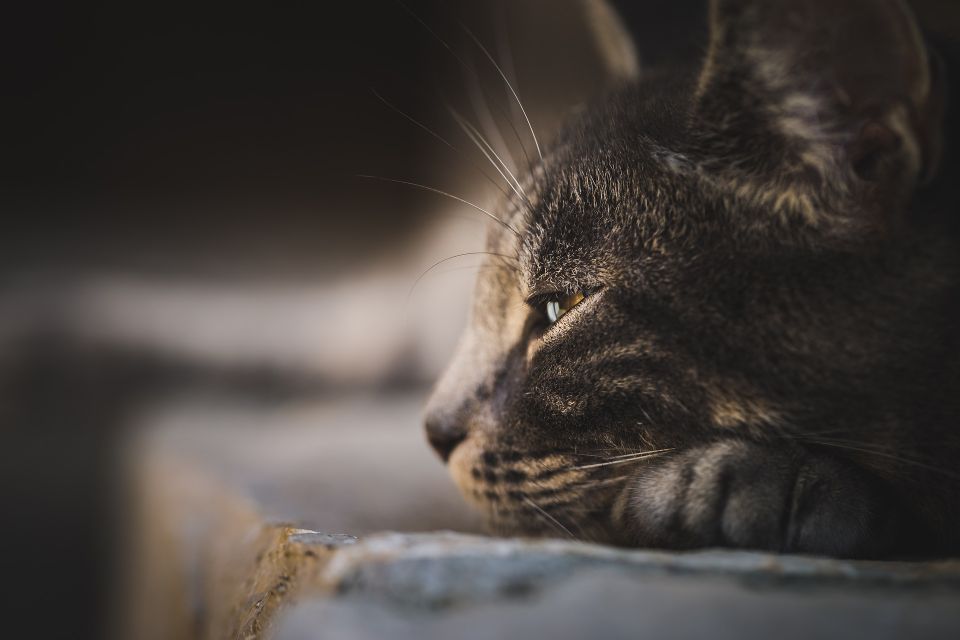 Cat g49007471c 1920