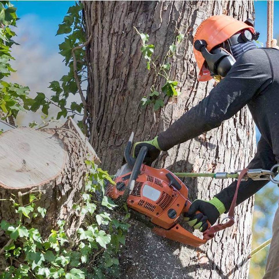 All woods tree service banner images