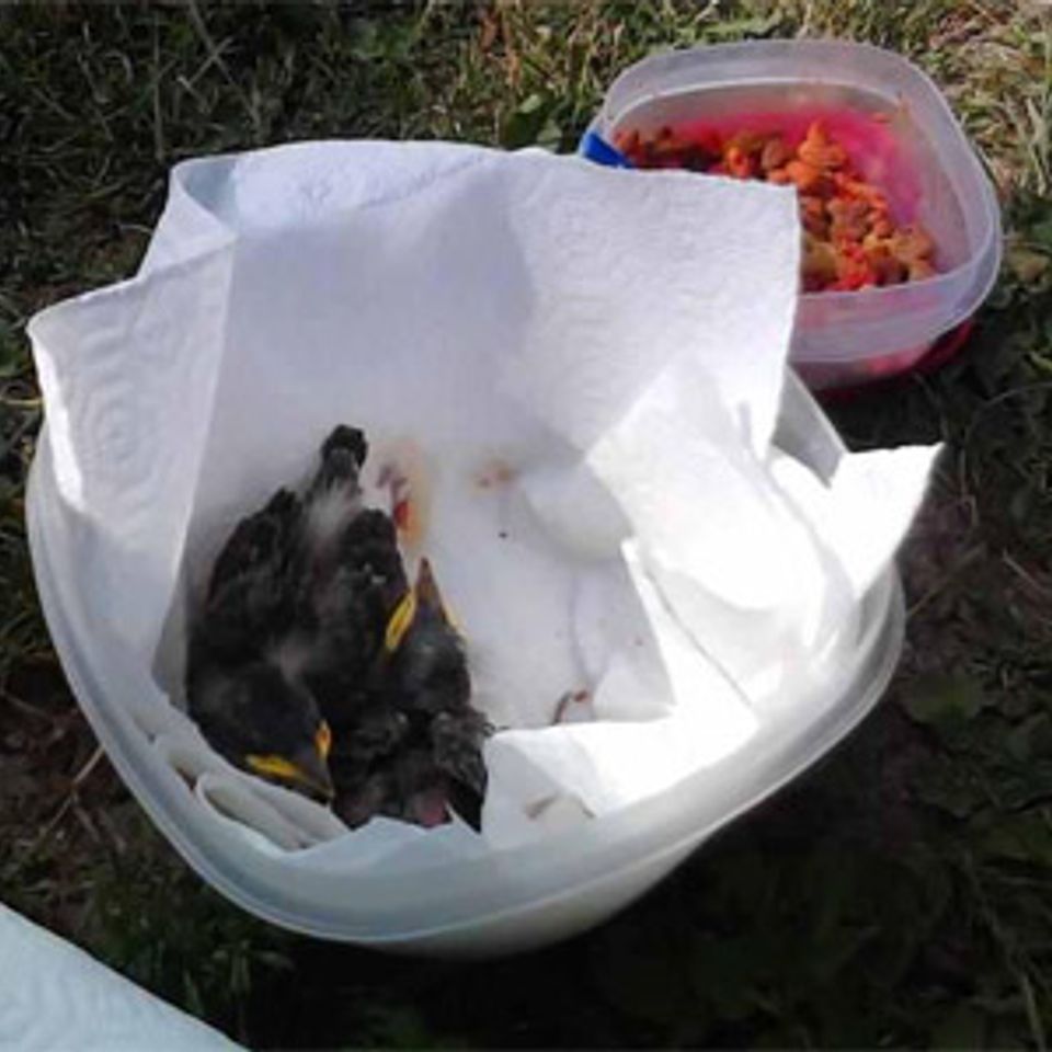  Wild Kritters of Niagara County NY
