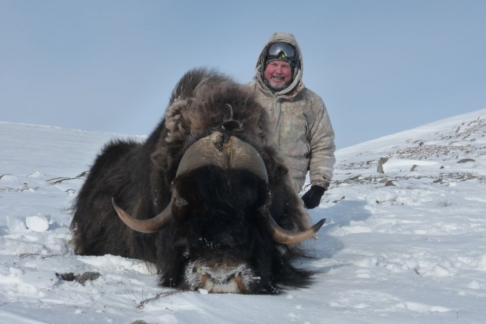 Muskox