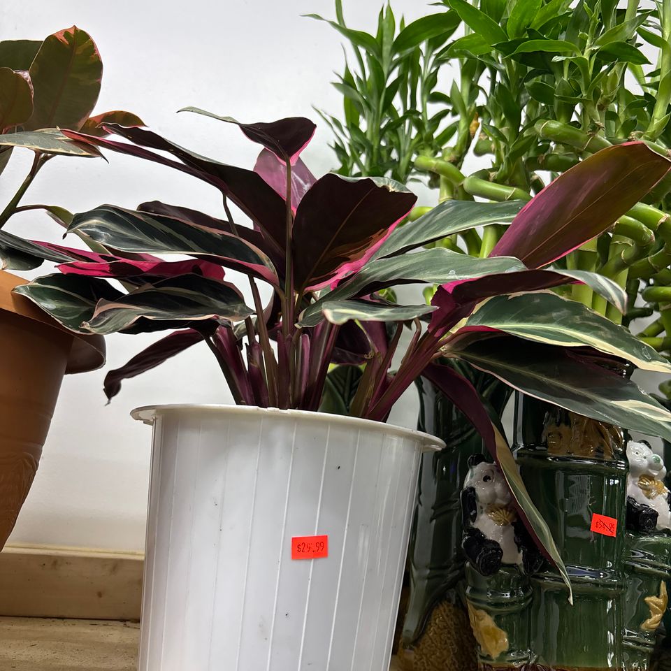 79832266722  68e7bc6f 555e 46bb 9a9c 37a24a024265