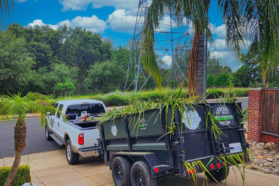 Above It All Tree Care Sacramento company truck and tree service equipment.