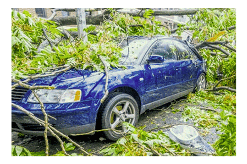 Tree falls on blue car