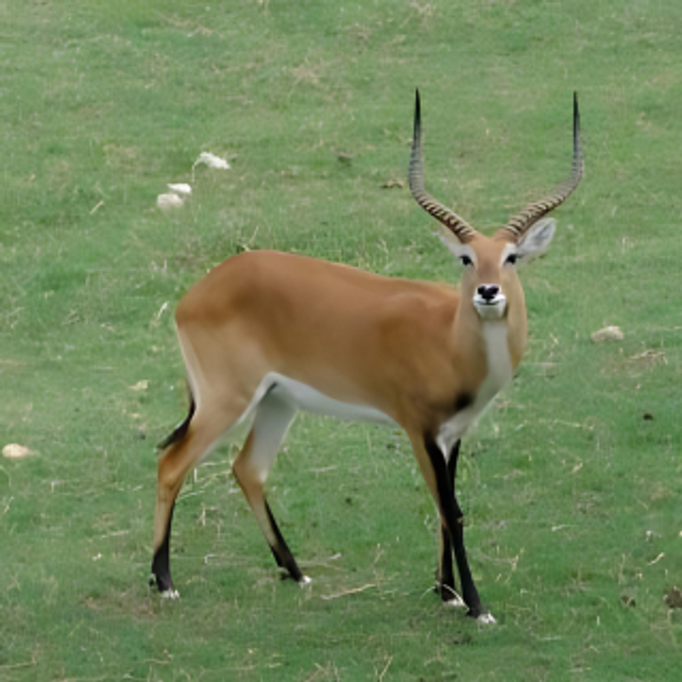 Lechwe red