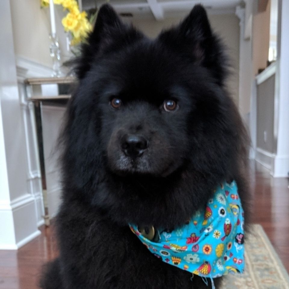 Zeus (640x640)20180521 15540 10a6o9s