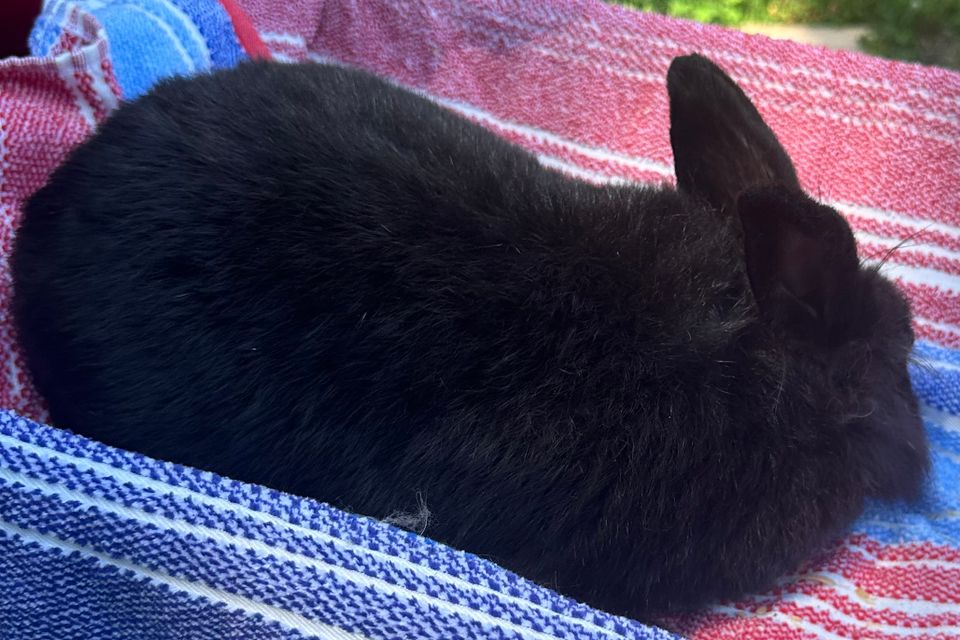 Jj  lionhead mix