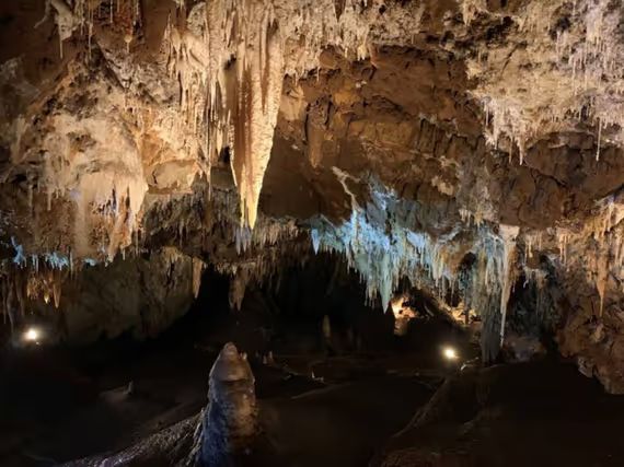 Https   calaveras.wpenginepowered.com wp content uploads 2016 12 california cavern jungle room i photographer natalie warren 1200x899
