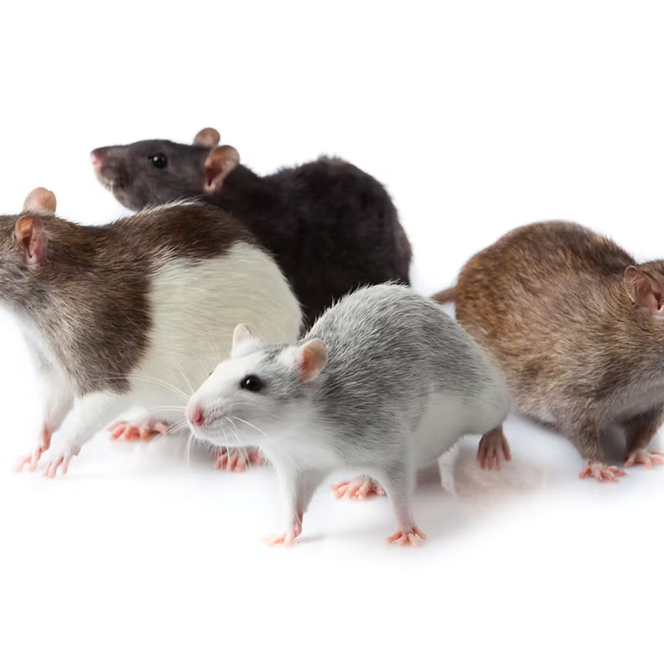 Pest7