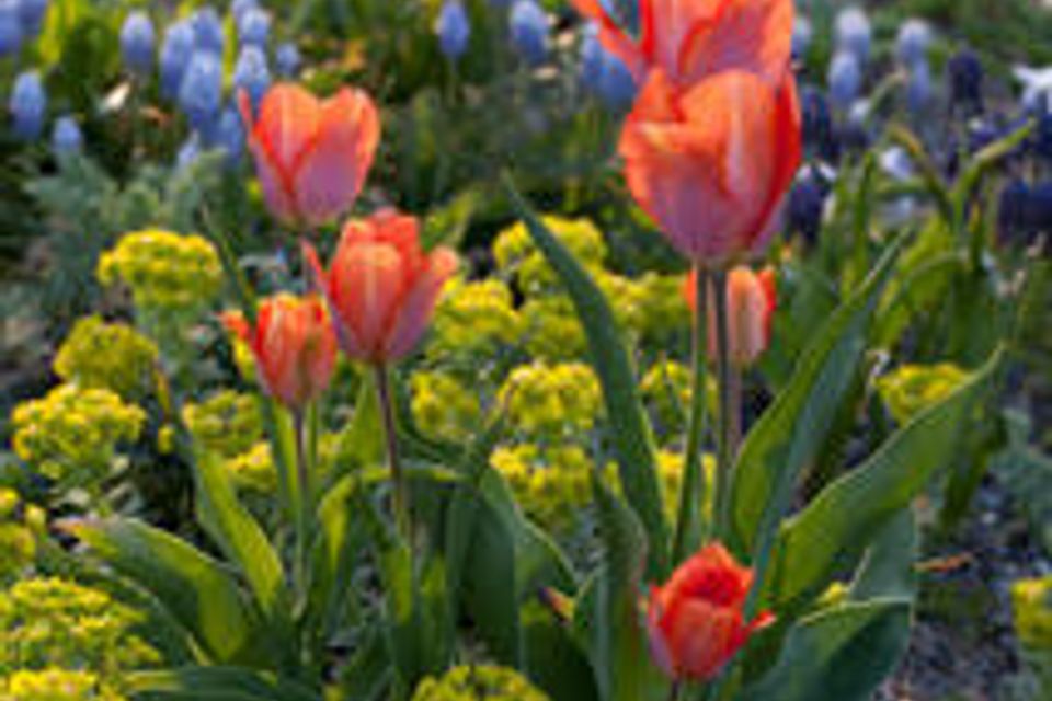 Nargs flowers