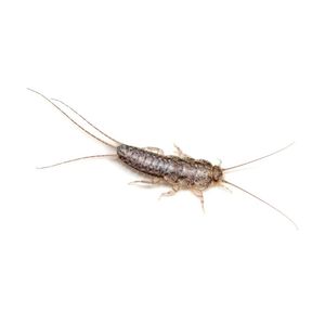 Silverfish