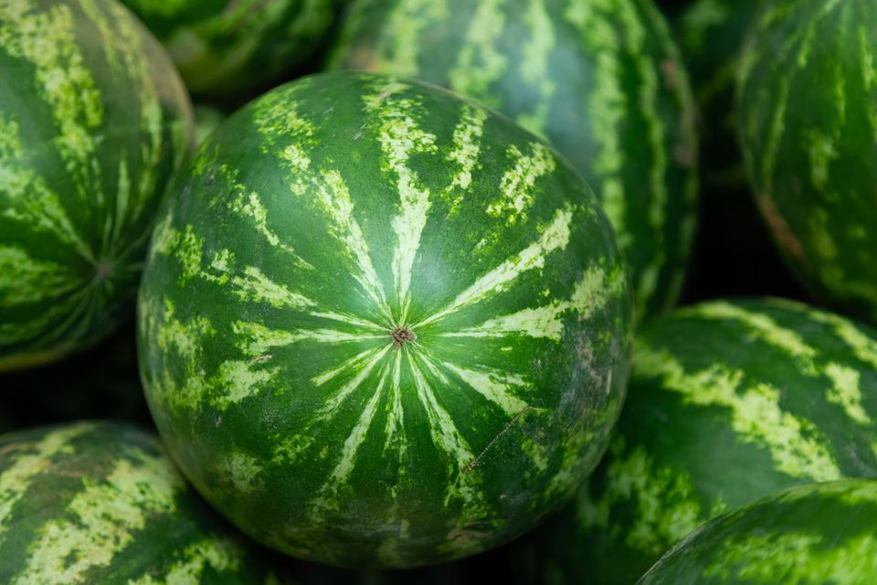 Project full plate watermelon