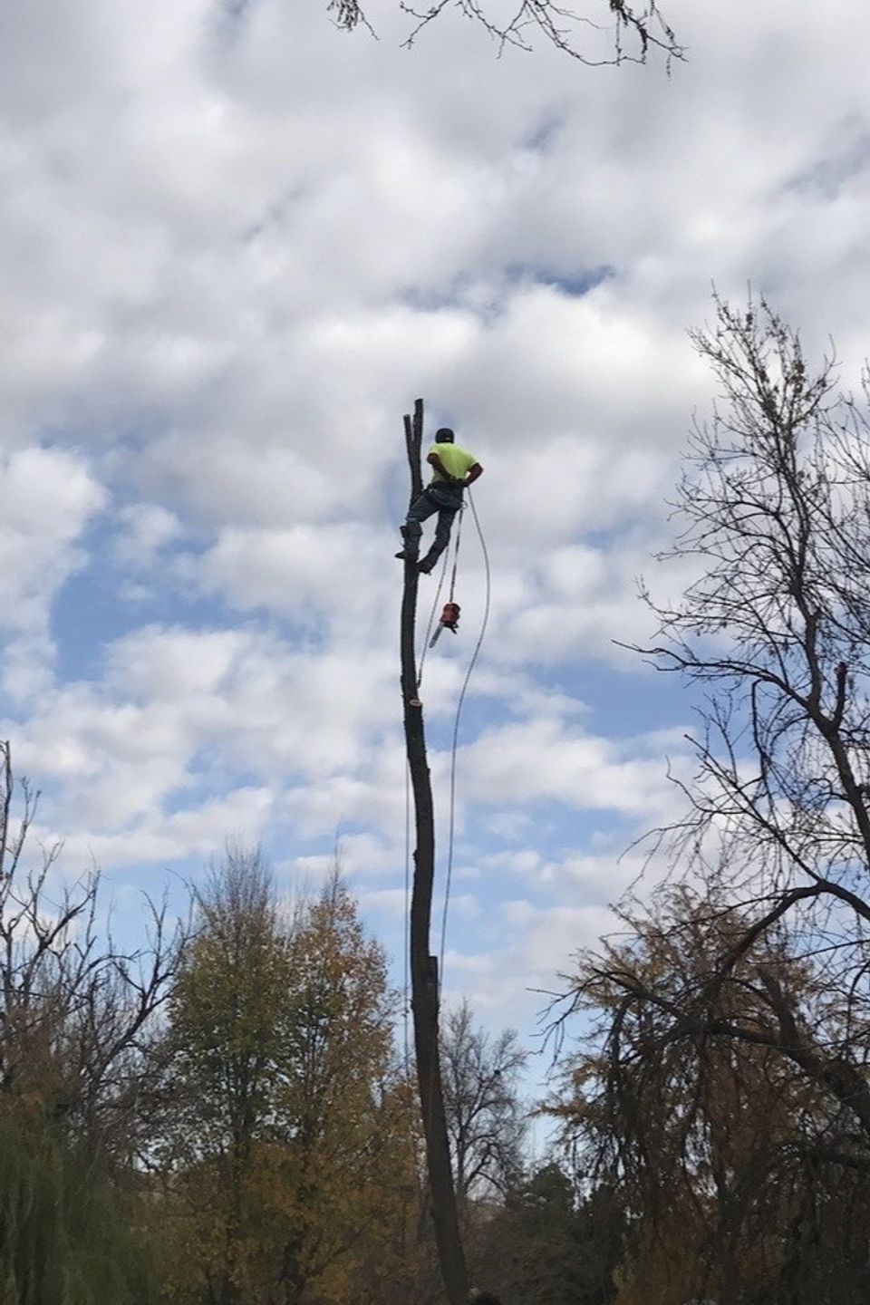 Branch trimming
