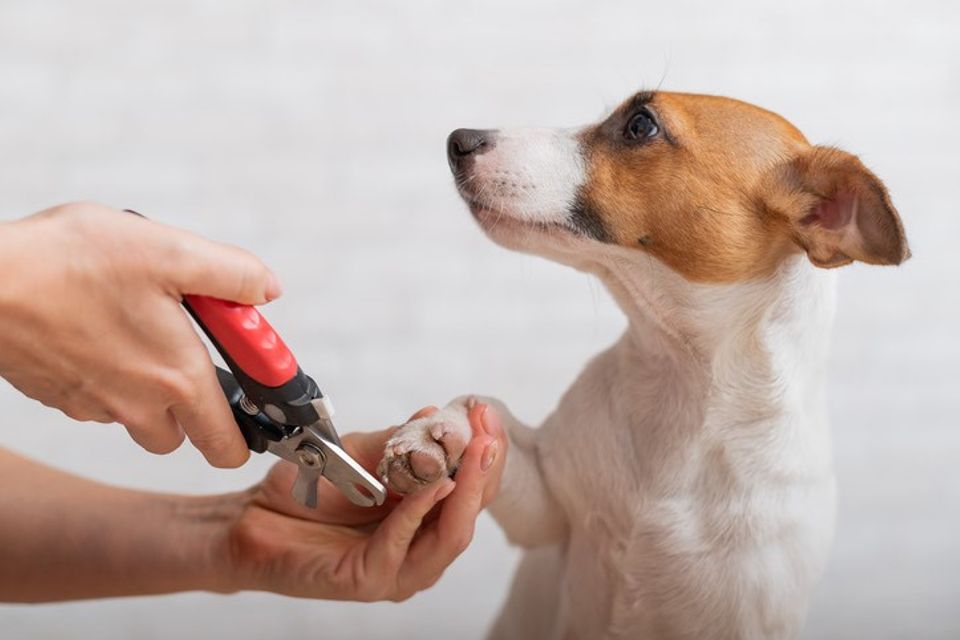 Nail trim