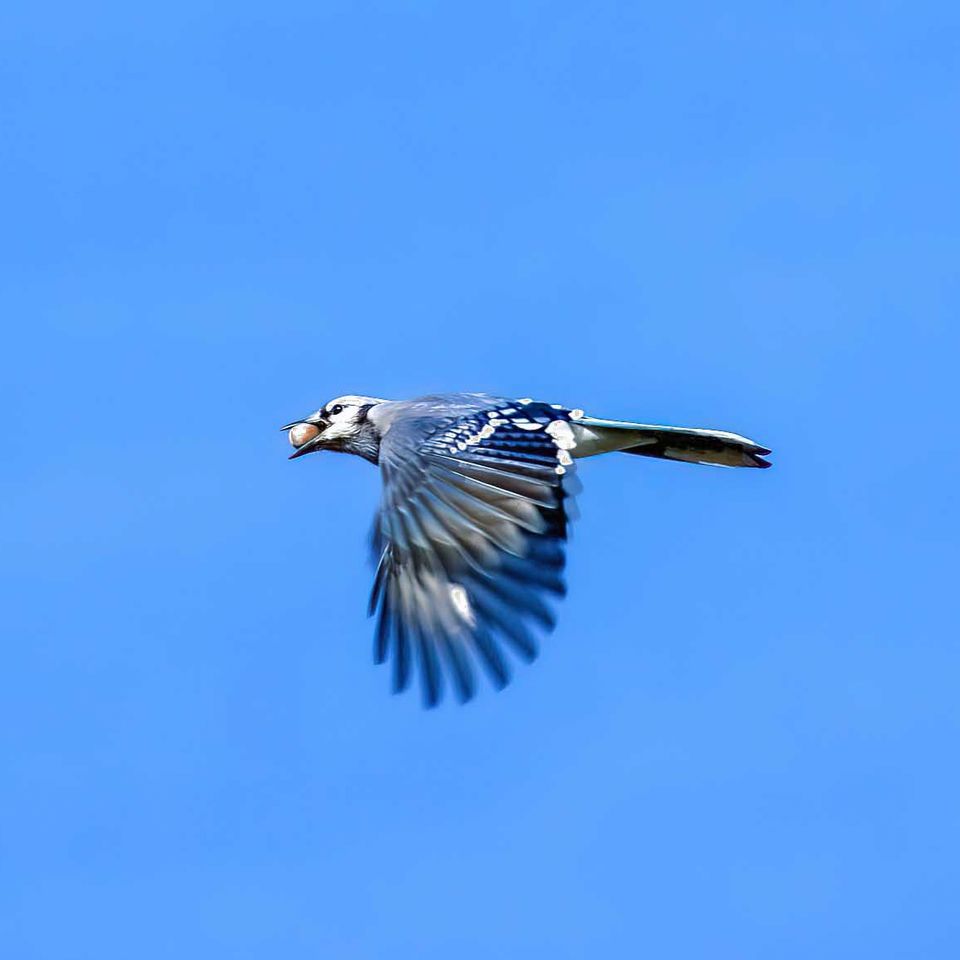 Bird with acorn (2)