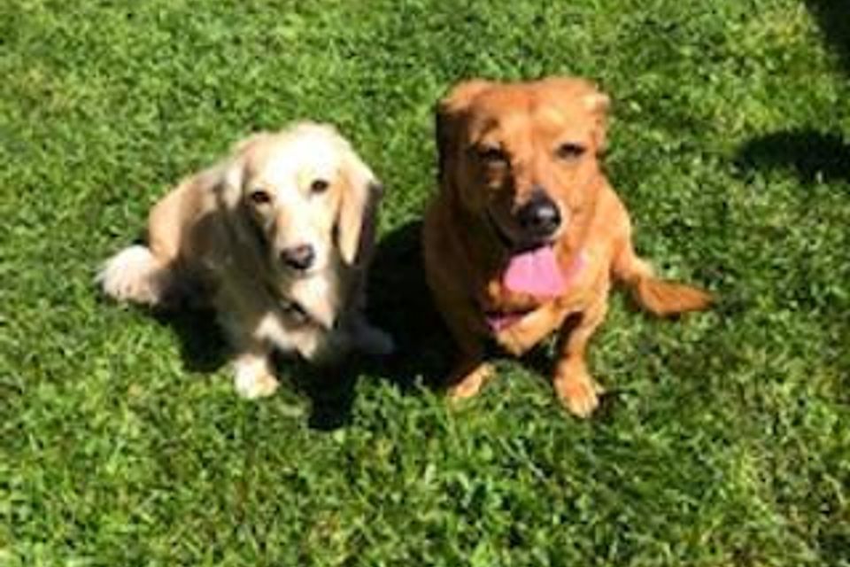 Whitedog and browndog