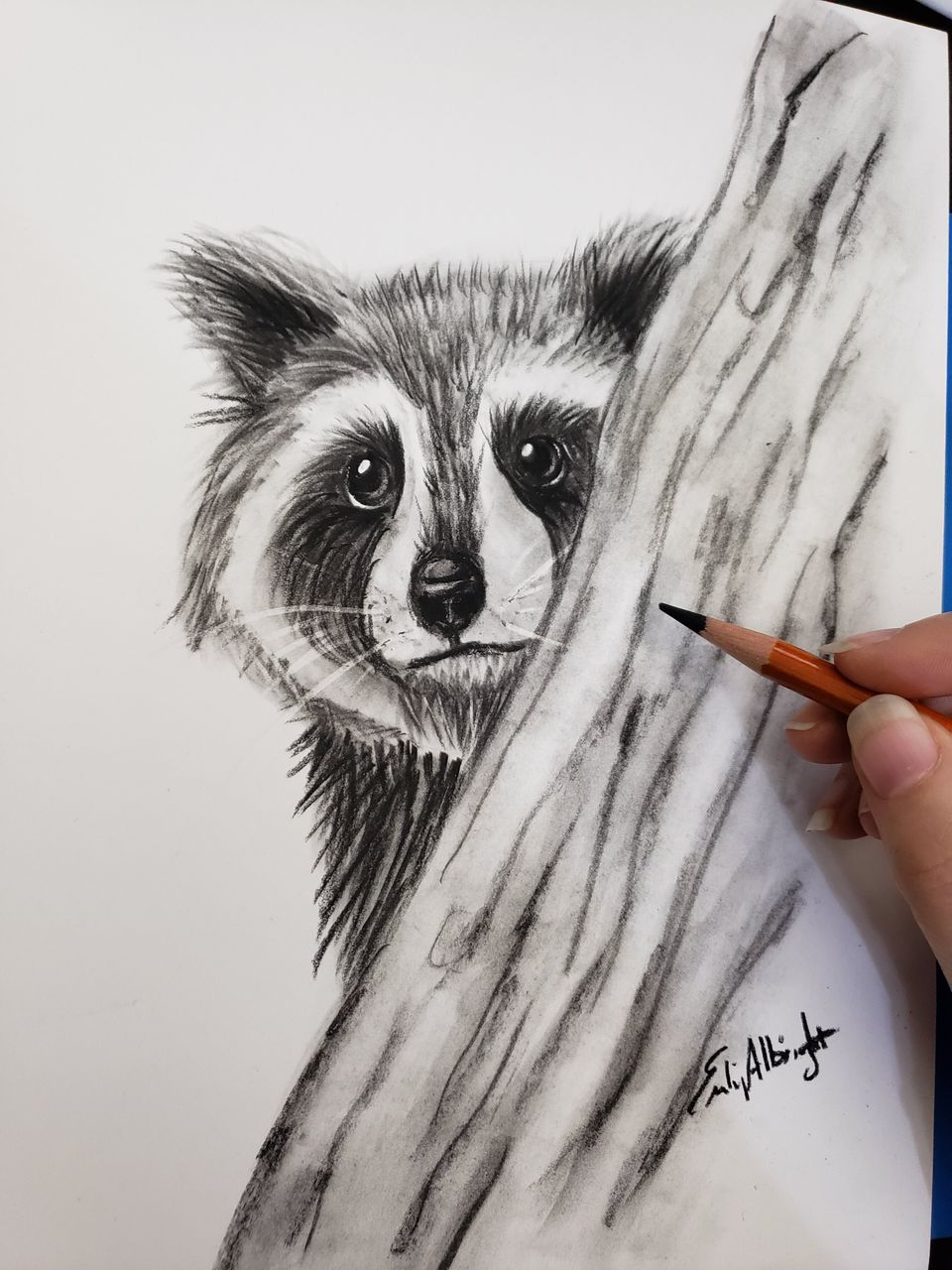 Racoon realistic drawing by artist Emily Albright