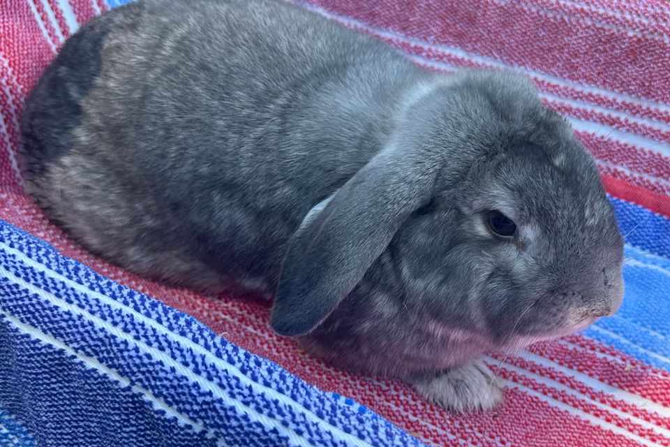 Thumper  d saffron fgnz s eeyore le
