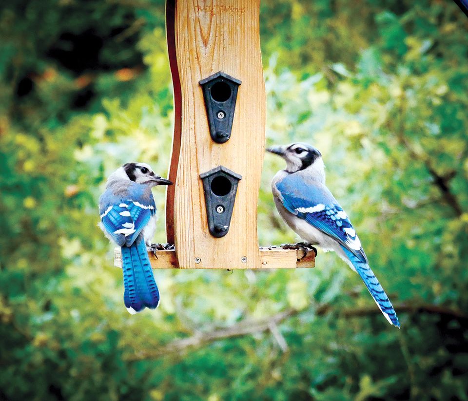 Bluejays2