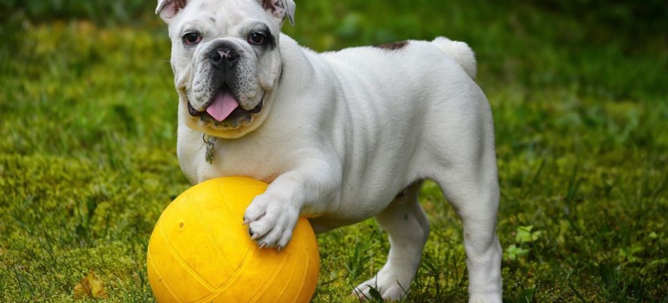 English bulldog g2fe8d08a2 1920