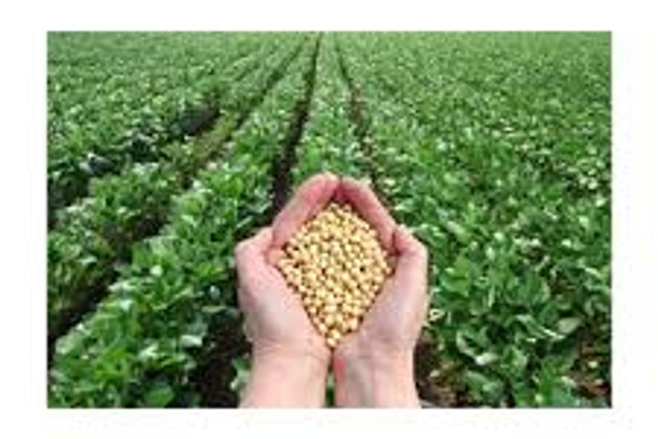 Brazil soybean 1