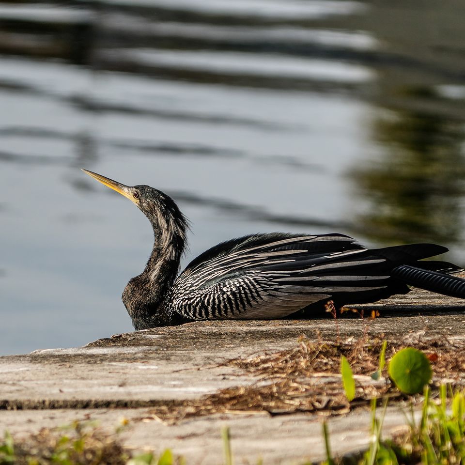 Anhinga sunning 1 website