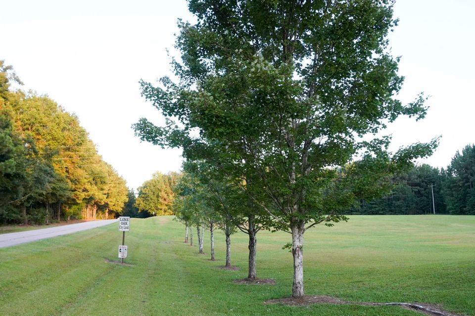 Lone oak city limit sign with row of oaks
