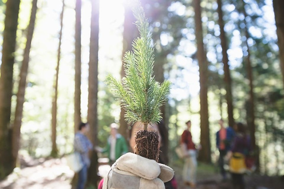 Tree planting (2)