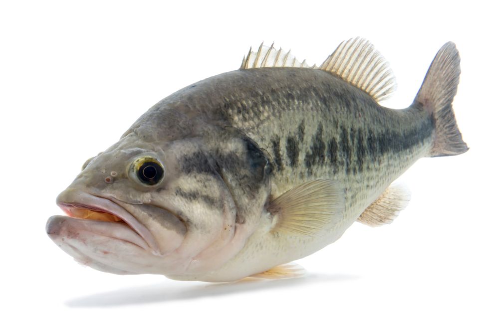 Largemouth bass sam stukel 2021 8