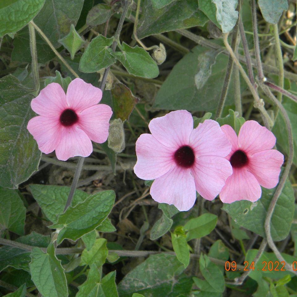 Dscn7235