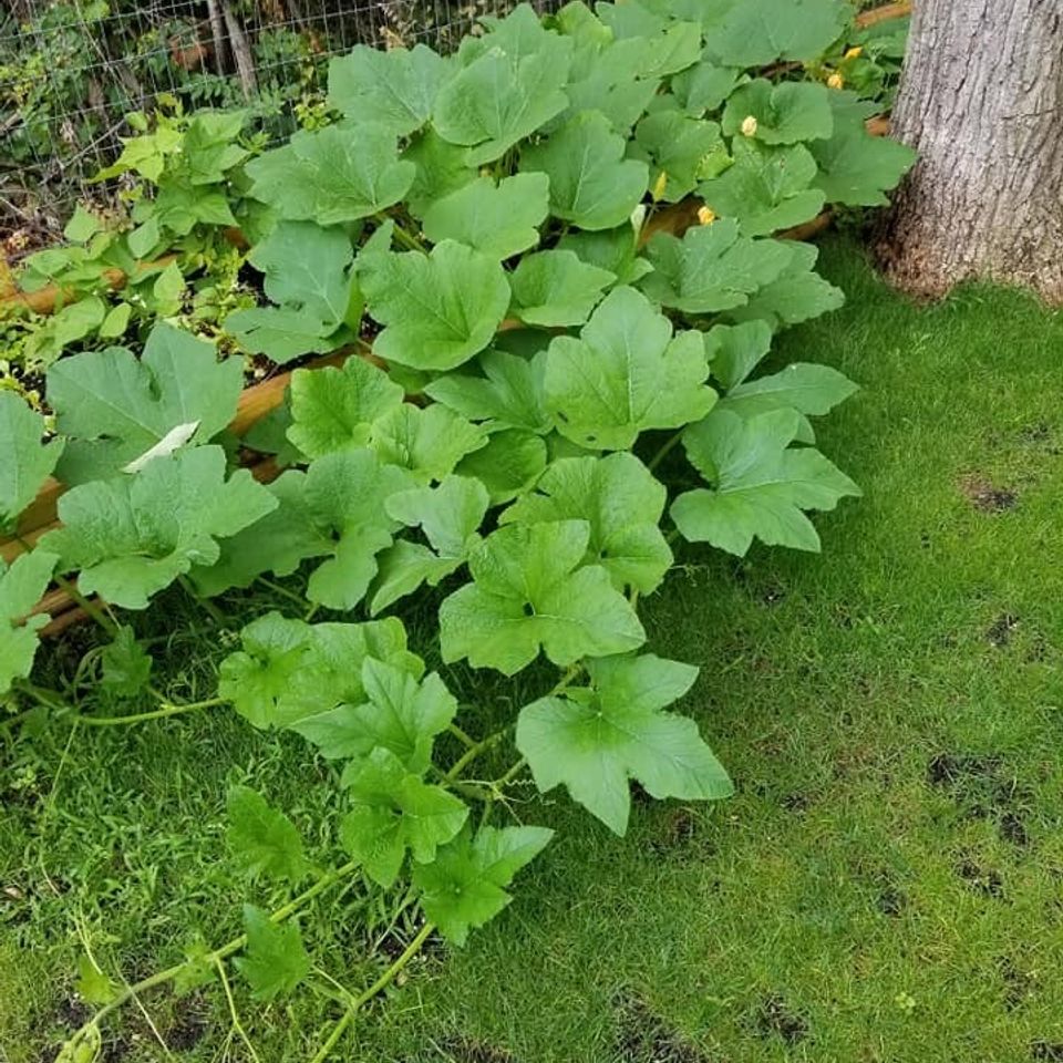Pumpkin