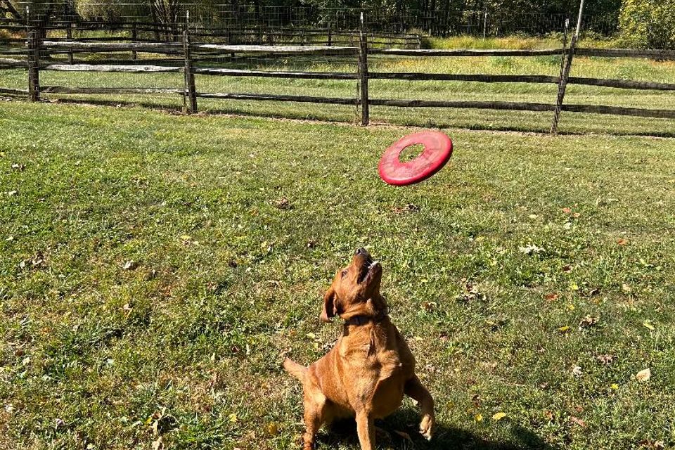 Dog with frisbee
