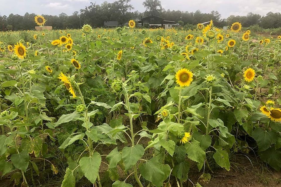 Sunflowerfield