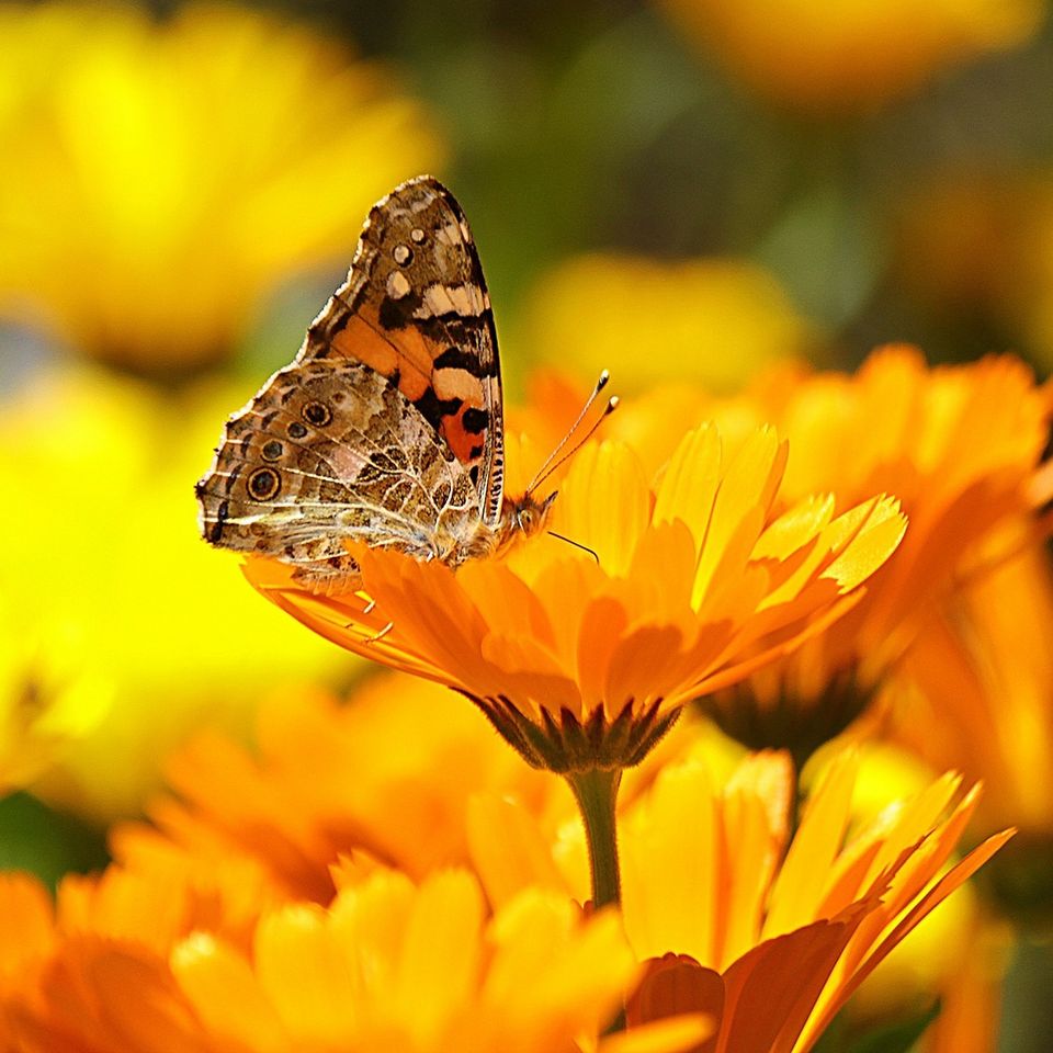 Butterfly e83cb7082c 1920