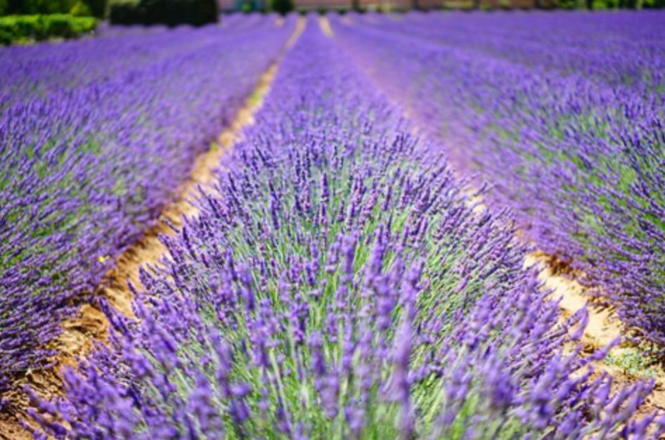 Lavender