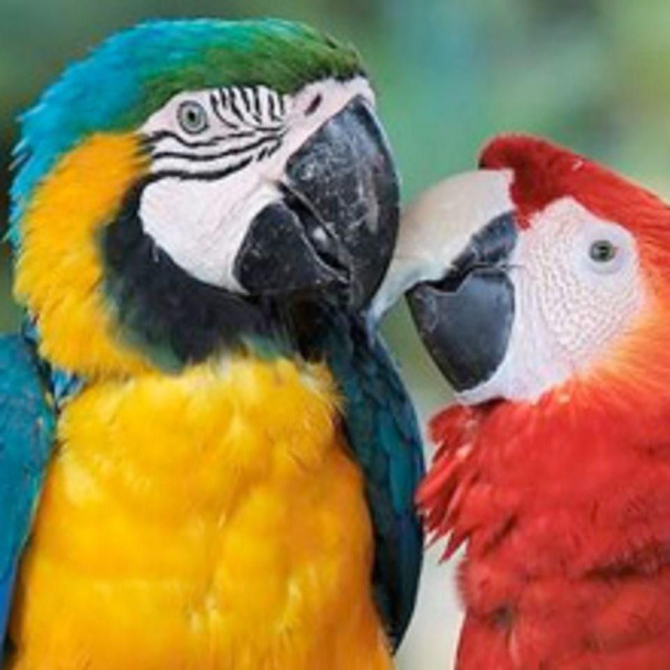 Macaw parrots sm20130828 28277 1o6eh62 0