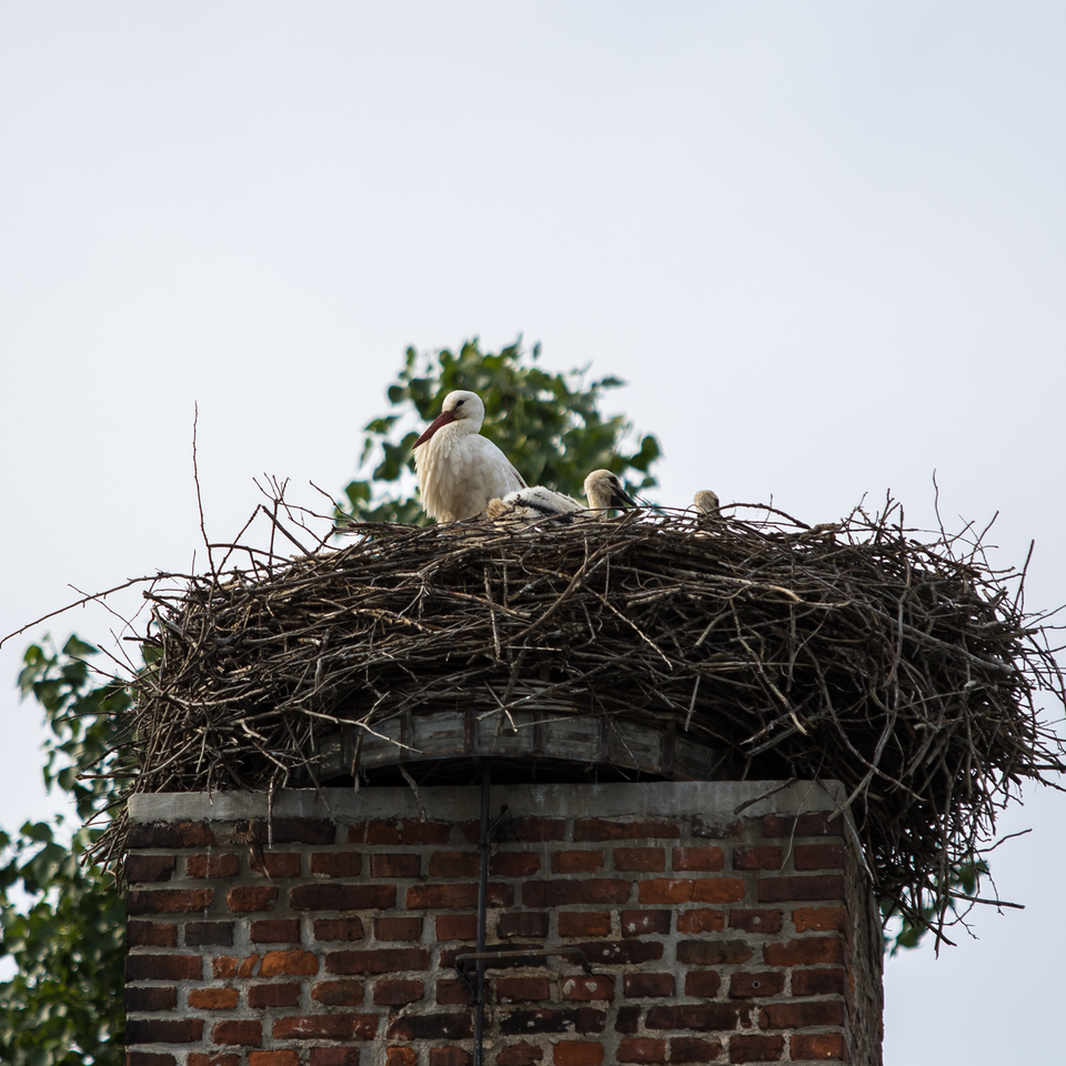 Shopify image template 5000 x 5000 (21)