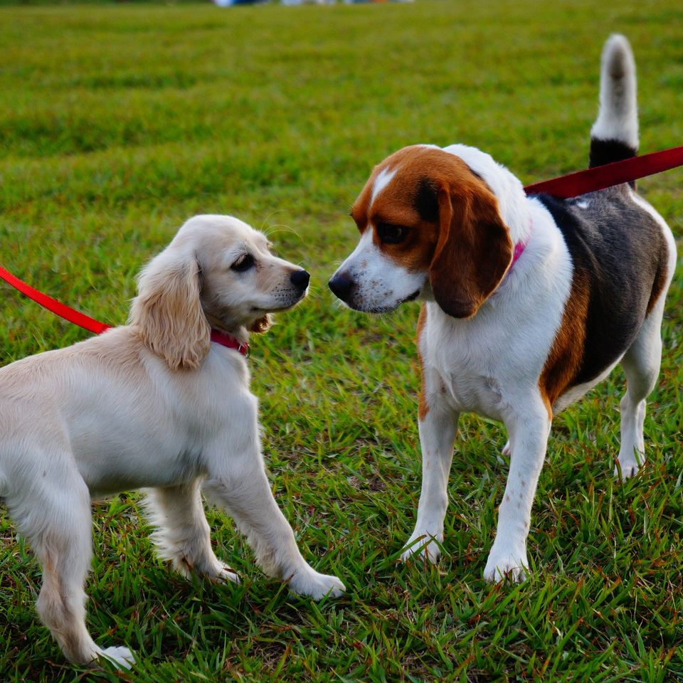 Pet walking