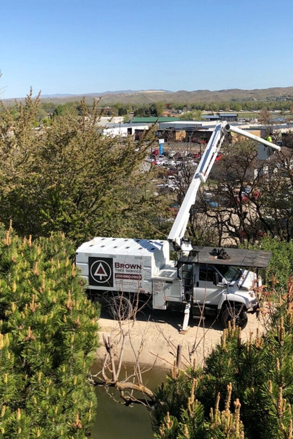 Tree removal