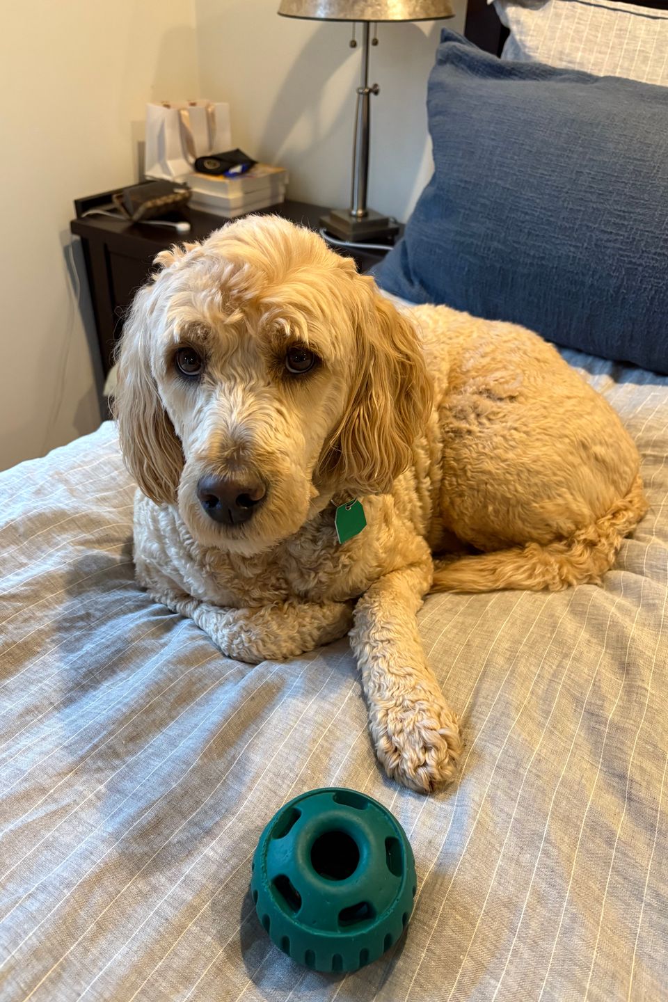 Cooper