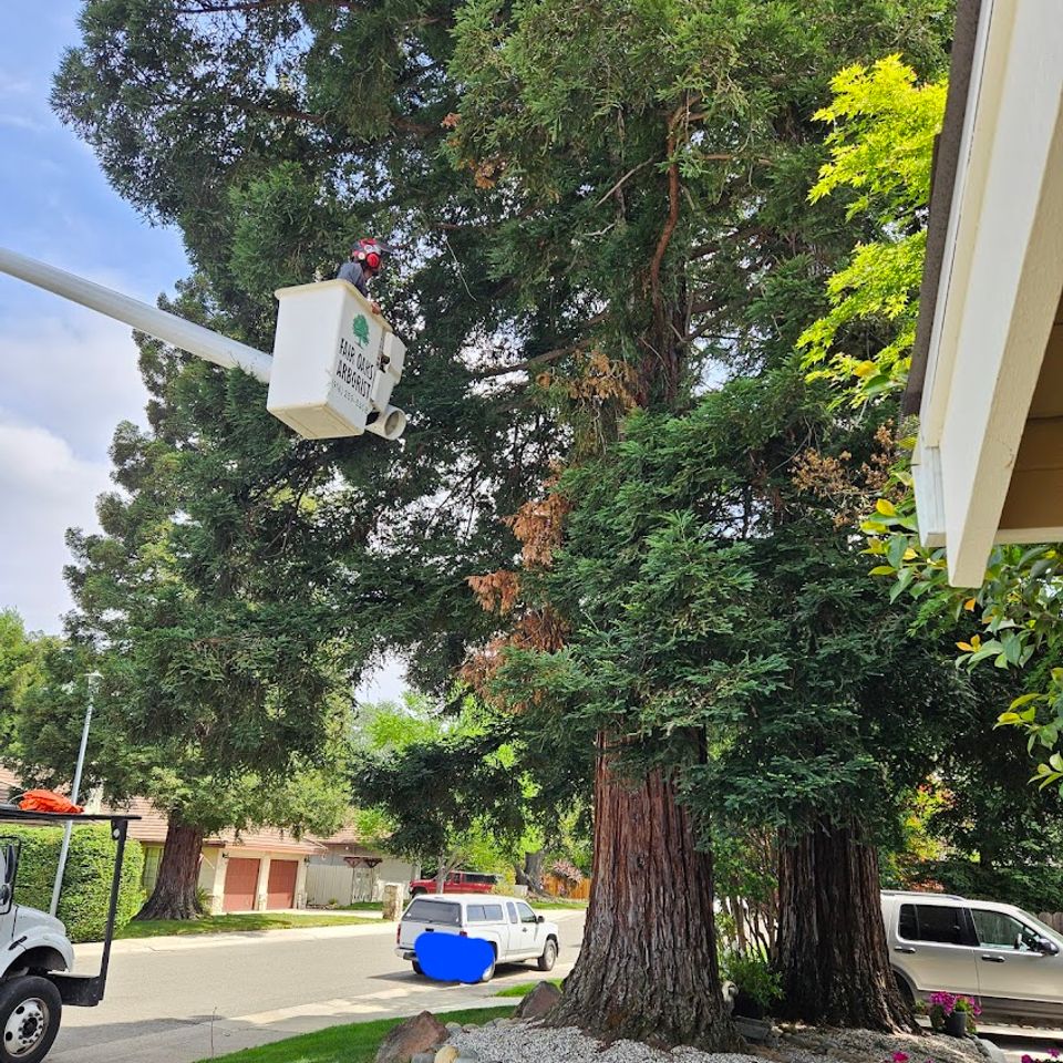 tree arborist fair oaks