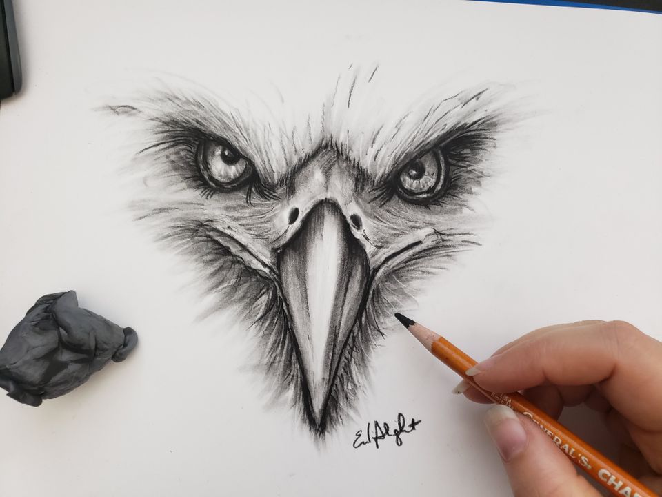 eagle face realistic charcoal drawing by artist Emily Albright