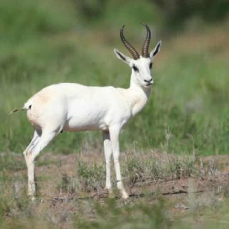 Springbok white