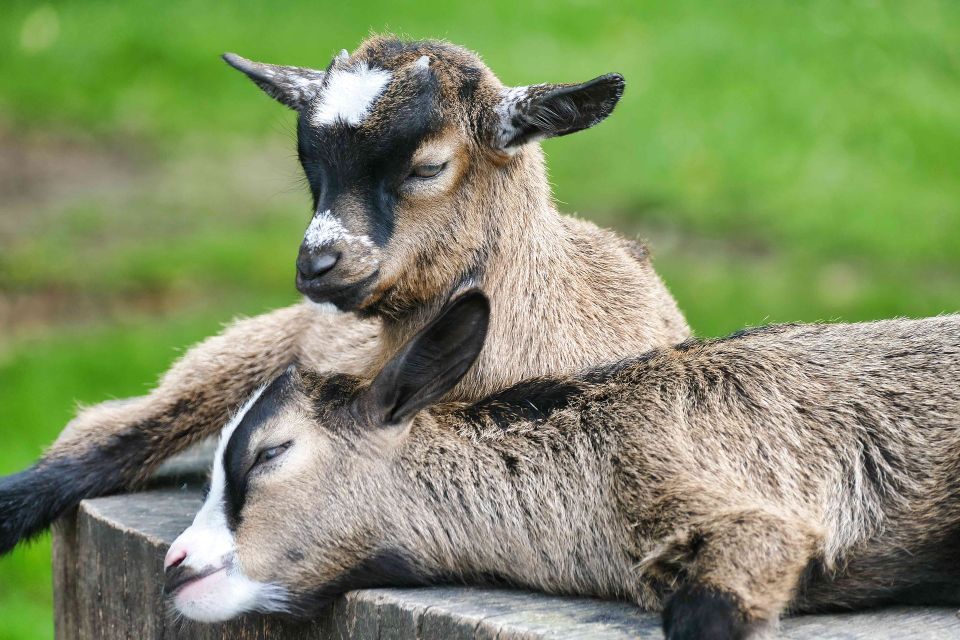 Goat gf380fcfeb 1920
