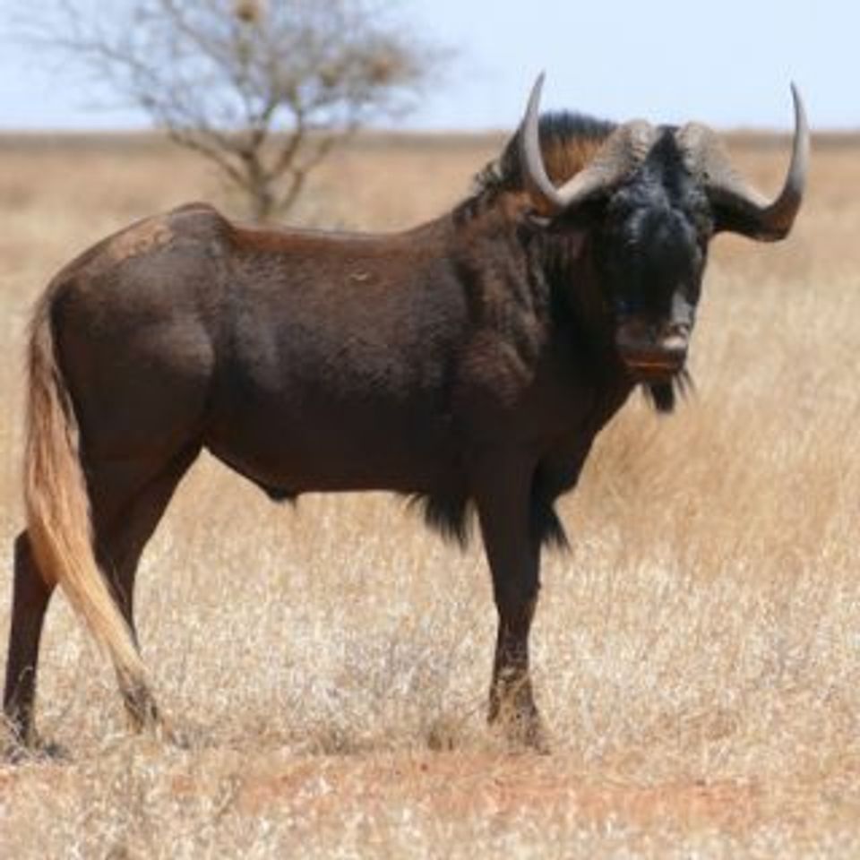 Wildebeest black