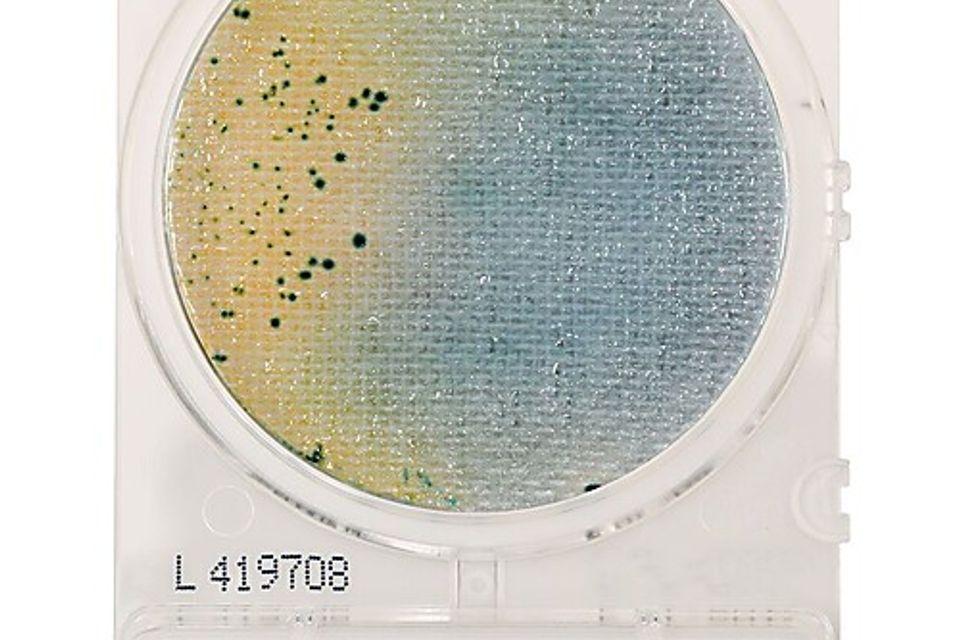 Compact dry sl