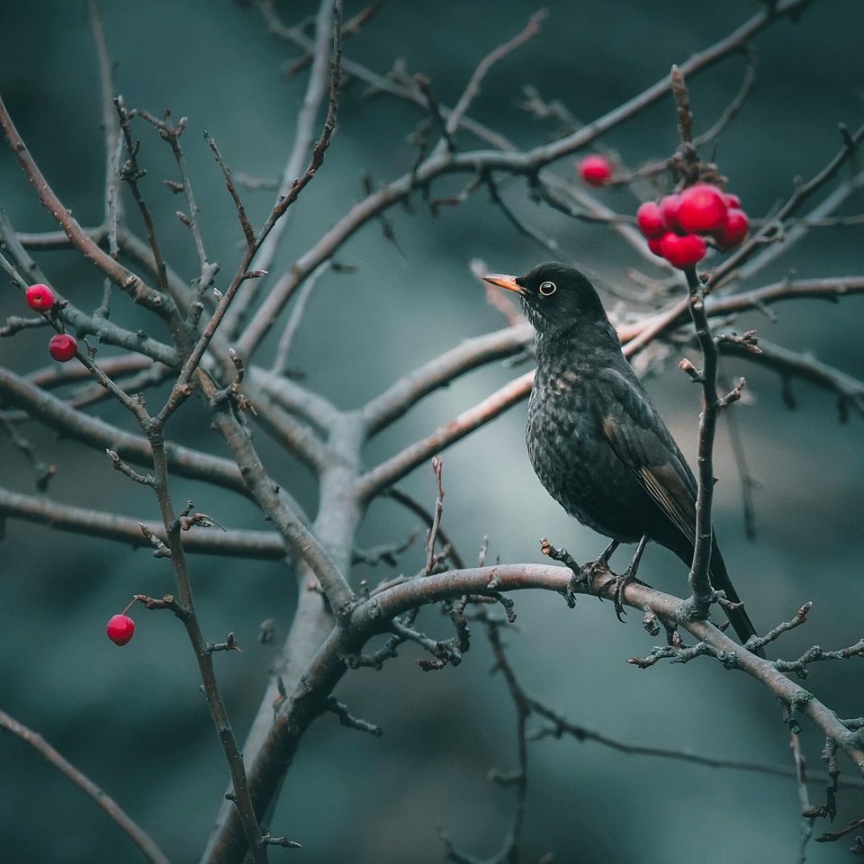 Bird g62180af14 1920