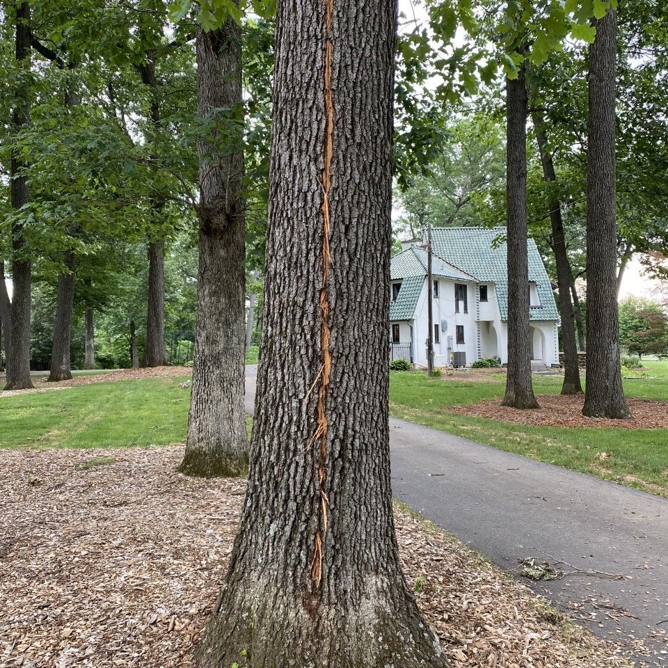 Tree struck by lightinig 2