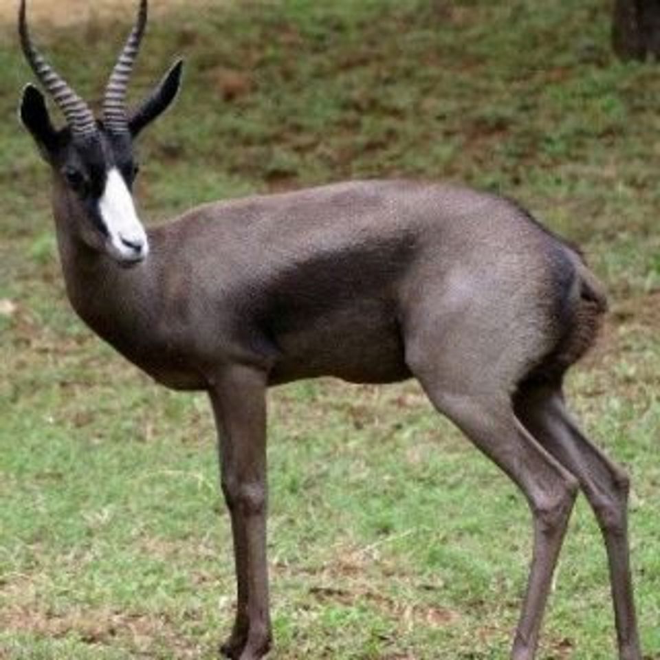 Springbok black