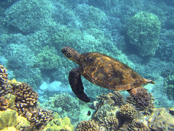 Sea turtle ge86ddff2e 1920