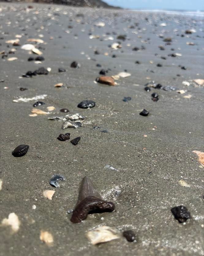 Closeup of a black shark tooth in wet sand surrounded by shells on a Charleston sandbar beach